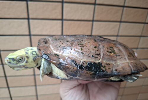 クサガメ（スーパーパステル）甲長約19cm メス - 画像 (9)
