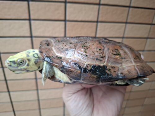 クサガメ（スーパーパステル）甲長約19cm メス - 画像 (7)