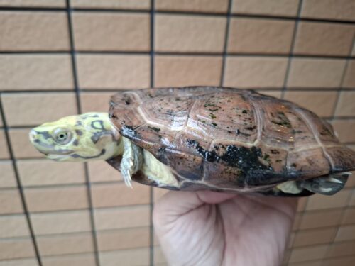 クサガメ（スーパーパステル）甲長約19cm メス - 画像 (8)
