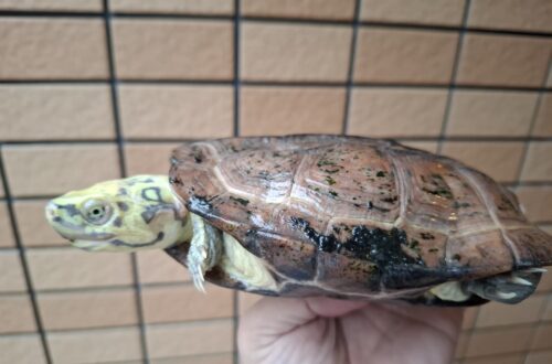 クサガメ（スーパーパステル）甲長約19cm メス - 画像 (10)