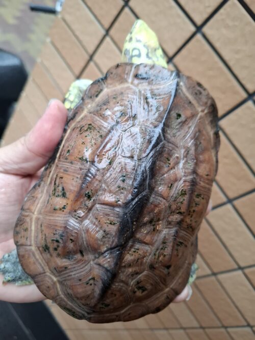クサガメ（スーパーパステル）甲長約19cm メス - 画像 (13)