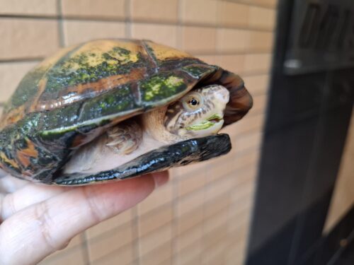 ホオアカドロガメ（甲長約14cm）CB オス - 画像 (7)