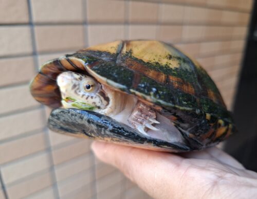 ホオアカドロガメ（甲長約14cm）CB オス - 画像 (8)