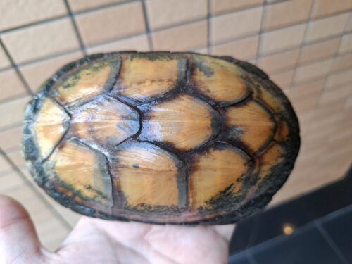 ホオアカドロガメ（甲長約14cm）CB オス - 画像 (6)