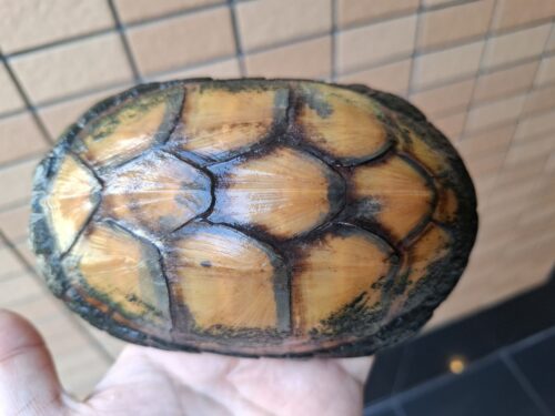 ホオアカドロガメ（甲長約14cm）CB オス - 画像 (12)