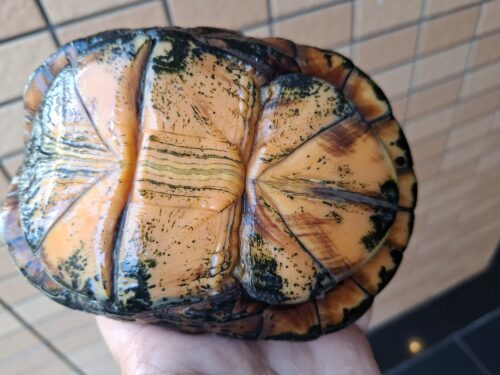 ホオアカドロガメ（甲長約14cm）CB オス - 画像 (13)