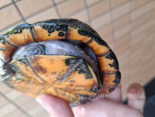 ホオアカドロガメ（甲長約14cm）CB オス - 画像 (14)