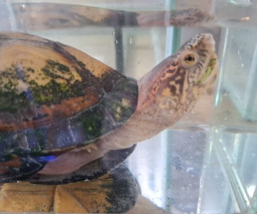 ホオアカドロガメ（甲長約14cm）CB オス - 画像 (9)