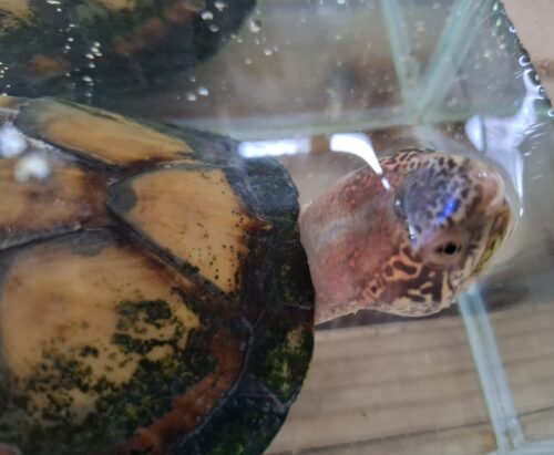ホオアカドロガメ（甲長約14cm）CB オス - 画像 (11)