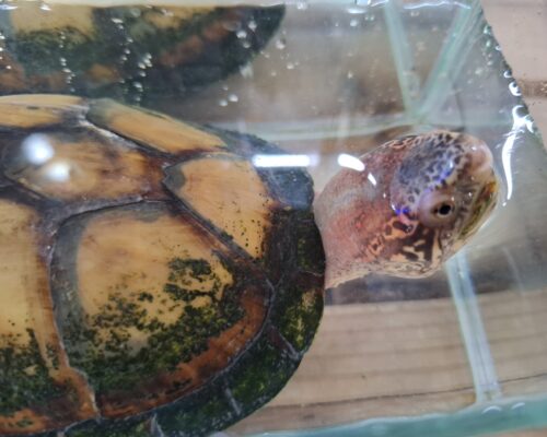 ホオアカドロガメ（甲長約14cm）CB オス - 画像 (10)