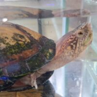 ホオアカドロガメ（甲長約14cm）CB オス