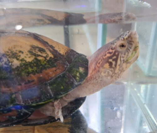ホオアカドロガメ（甲長約14cm）CB オス - 画像 (2)