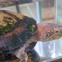 ホオアカドロガメ（甲長約14cm）CB オス