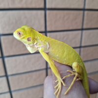 アルビノイグアナ（25CB）