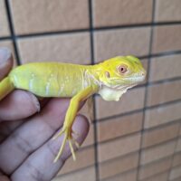 アルビノイグアナ（25CB）