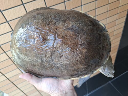 ジーベンロックナガクビガメ（甲長約26,5cm）メス - 画像 (3)