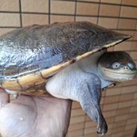 ジーベンロックナガクビガメ（甲長約26,5cm）メス