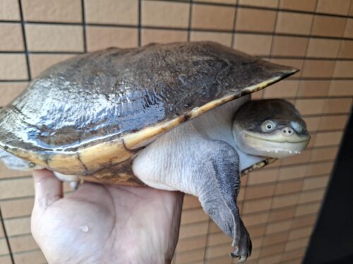 ジーベンロックナガクビガメ（甲長約26,5cm）メス - 画像 (2)