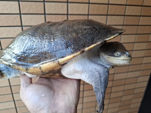 ジーベンロックナガクビガメ（甲長約26,5cm）メス - 画像 (6)