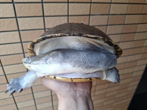 ジーベンロックナガクビガメ（甲長約26,5cm）メス - 画像 (4)