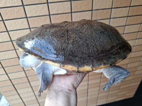 ジーベンロックナガクビガメ（甲長約26,5cm）メス - 画像 (5)