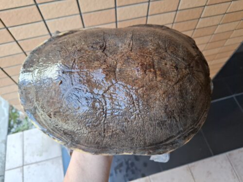 ジーベンロックナガクビガメ（甲長約26,5cm）メス - 画像 (8)