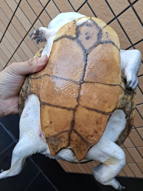 ジーベンロックナガクビガメ（甲長約26,5cm）メス - 画像 (9)