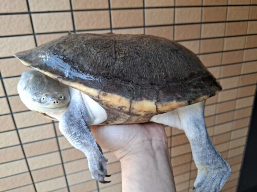 ジーベンロックナガクビガメ（甲長約26,5cm）メス - 画像 (7)