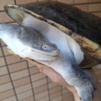 ジーベンロックナガクビガメ（甲長約26,5cm）メス