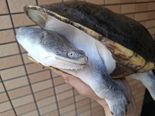 ジーベンロックナガクビガメ（甲長約26,5cm）メス