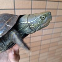 オオアタマクサガメ（甲長約18cm）頭幅約45mm