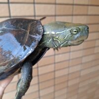 オオアタマクサガメ（甲長約18cm）頭幅約45mm
