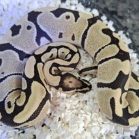 ボールパイソン（デザートゴーストDhet VPIアザン,クラウン）