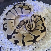 ボールパイソン（デザートゴーストDhet VPIアザン,クラウン）