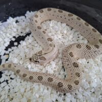セイブシシバナヘビ（スーパーアークティックコンダDhetタフィー,アルビノ）ヤングアダルト メス