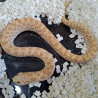 セイブシシバナヘビ（アークティックアルビノ）ヤングアダルト オス