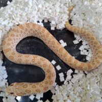 セイブシシバナヘビ（アークティックアルビノ）ヤングアダルト オス