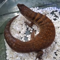 ハルマヘラカラタケトカゲ