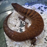ハルマヘラカラタケトカゲ