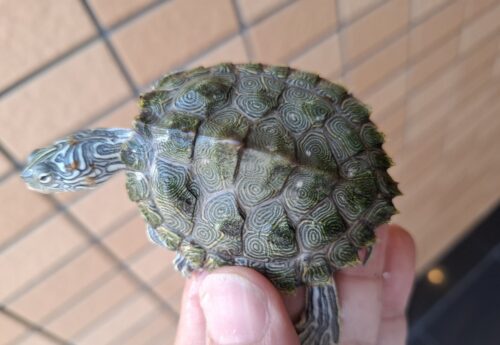 ケイグルチズガメ（甲長約6cm） - 画像 (11)