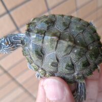 ケイグルチズガメ（甲長約6cm）
