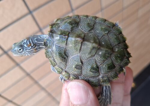 ケイグルチズガメ（甲長約6cm）