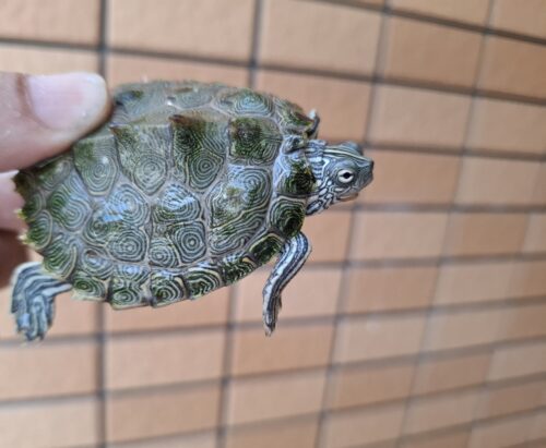 ケイグルチズガメ（甲長約6cm） - 画像 (6)