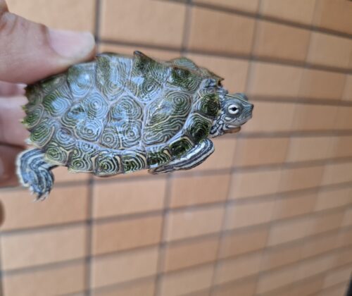 ケイグルチズガメ（甲長約6cm） - 画像 (5)