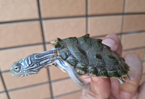 ケイグルチズガメ（甲長約6cm） - 画像 (4)