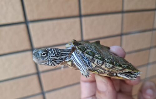 ケイグルチズガメ（甲長約6cm） - 画像 (7)