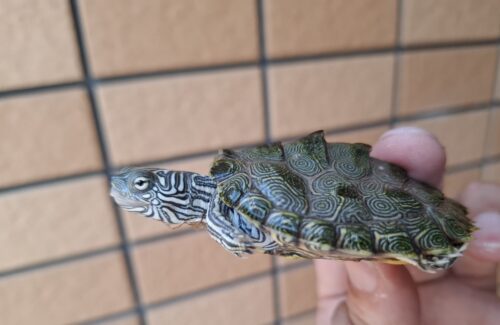 ケイグルチズガメ（甲長約6cm） - 画像 (3)