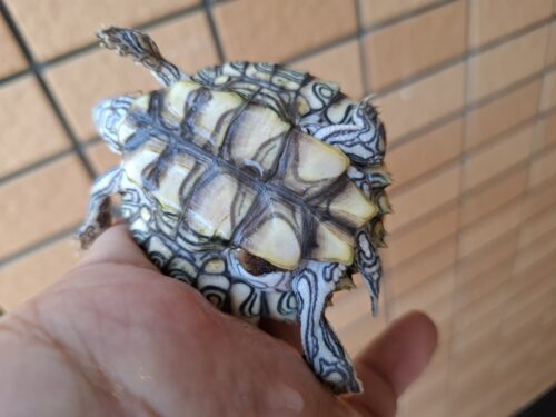 ケイグルチズガメ（甲長約6cm） - 画像 (12)
