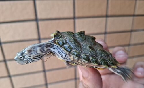 ケイグルチズガメ（甲長約6cm） - 画像 (8)