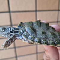ケイグルチズガメ（甲長約6cm）